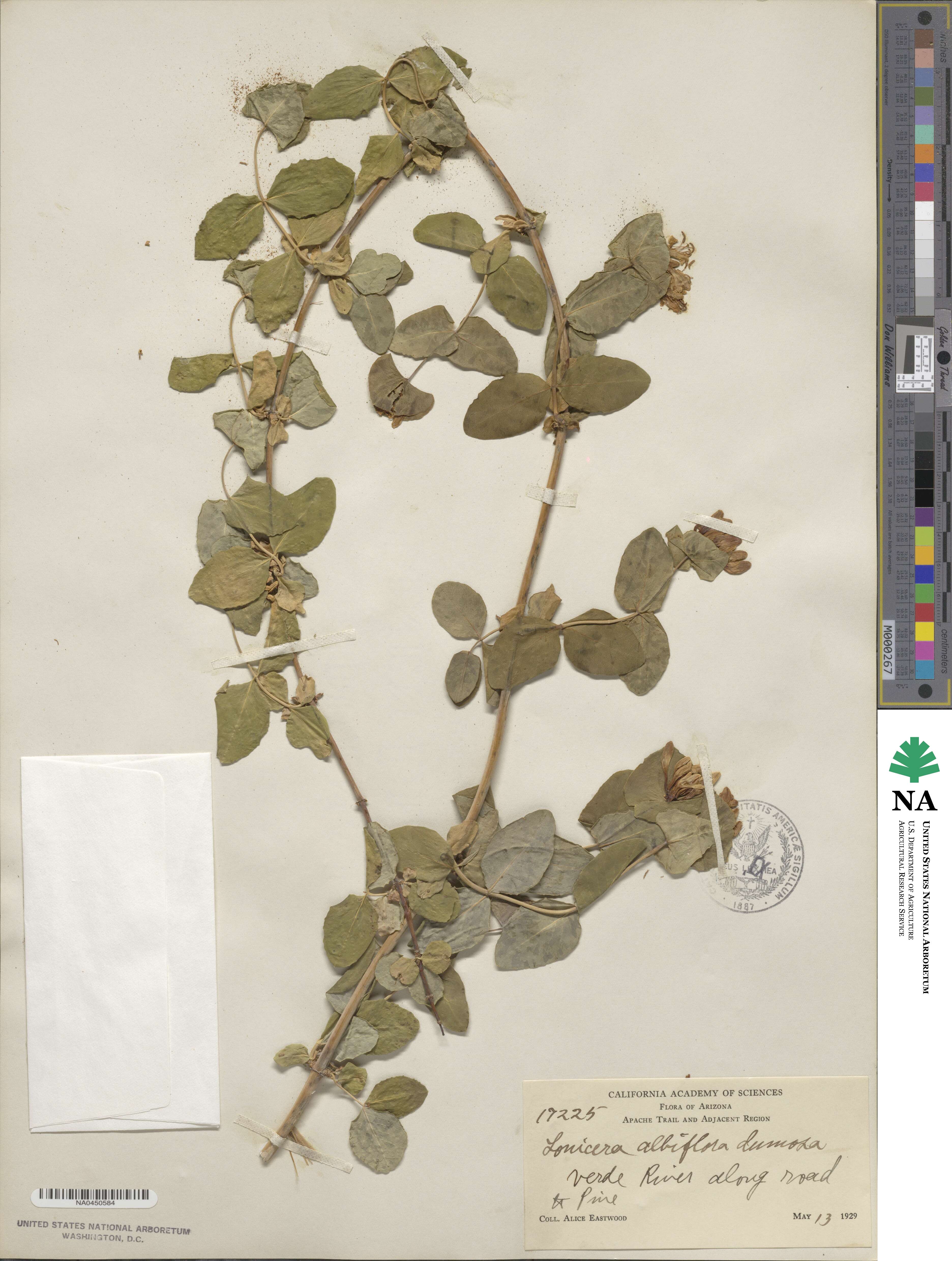 Lonicera albiflora image