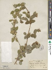 Lonicera albiflora image