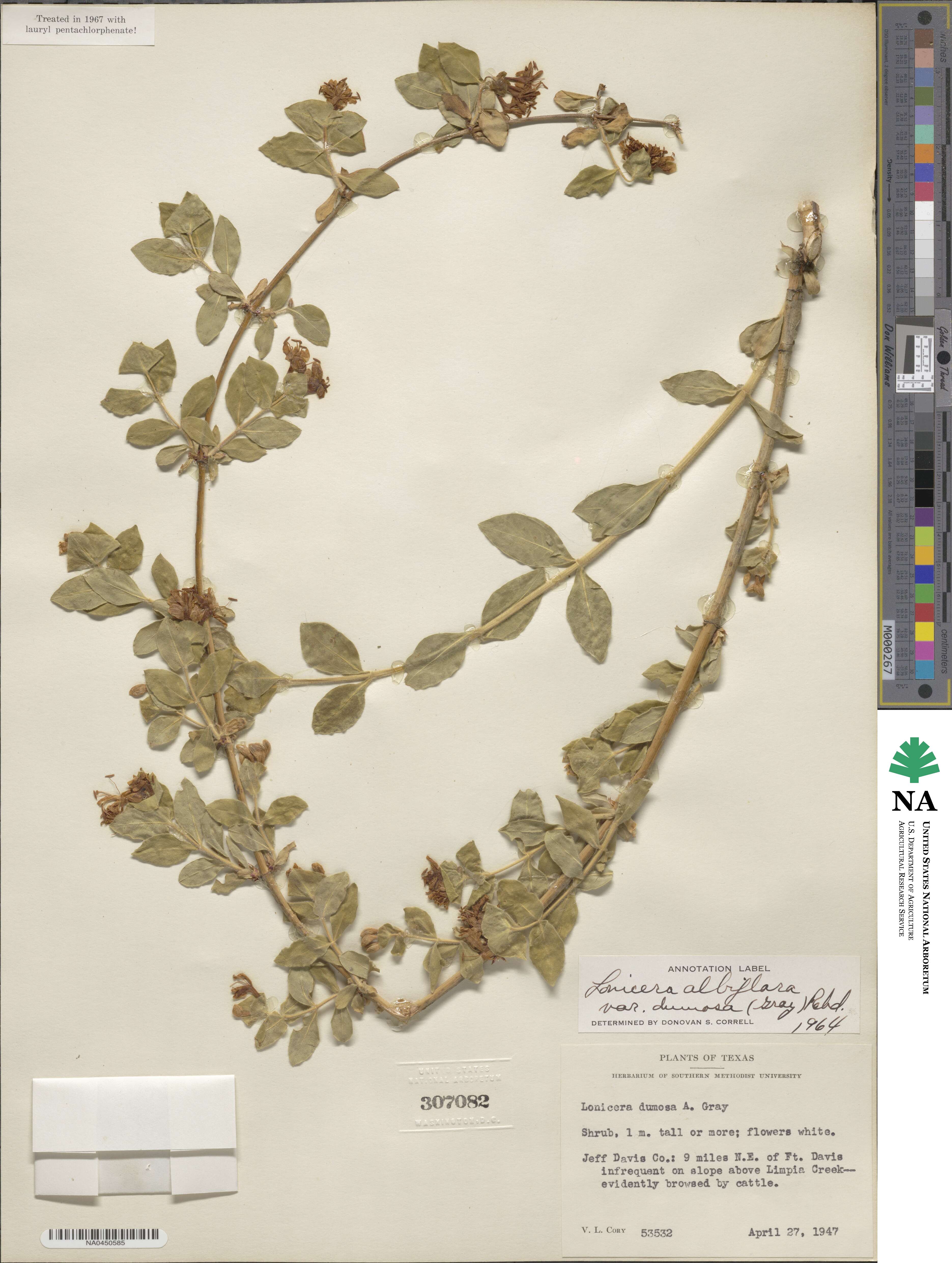 Lonicera albiflora image