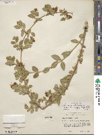 Lonicera albiflora image