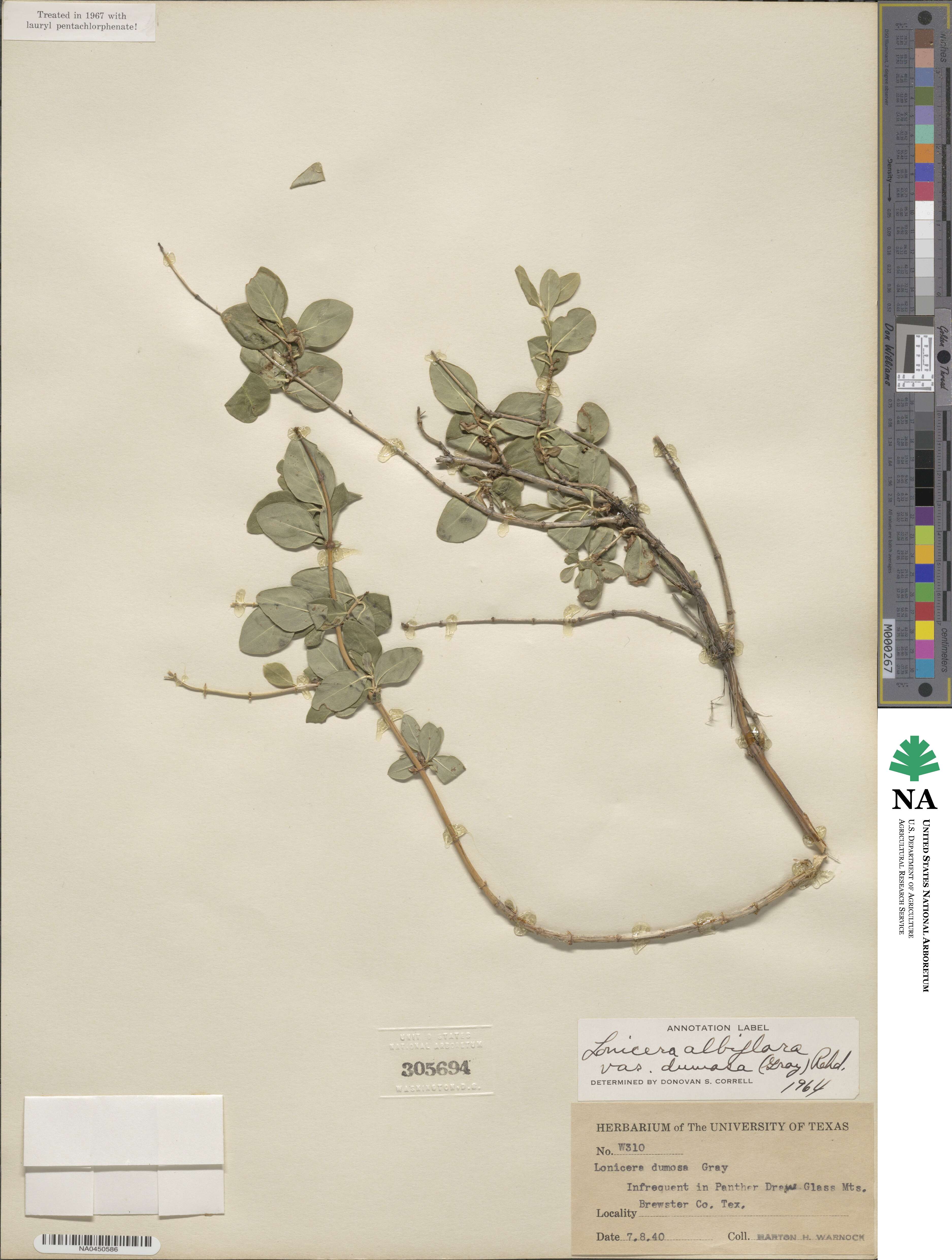 Lonicera albiflora image