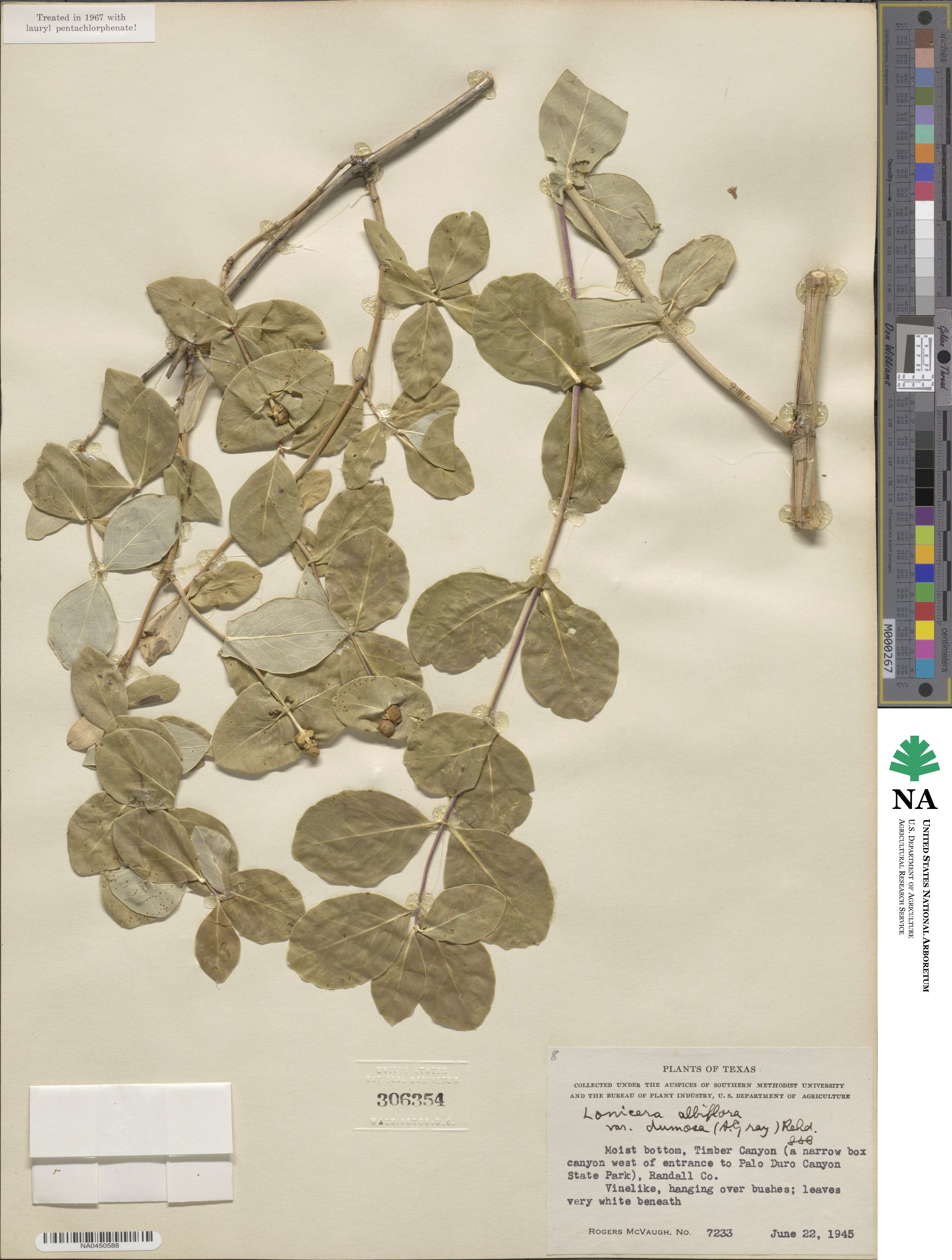 Lonicera albiflora image