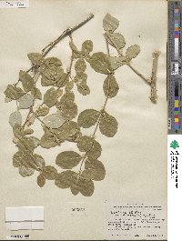 Lonicera albiflora image