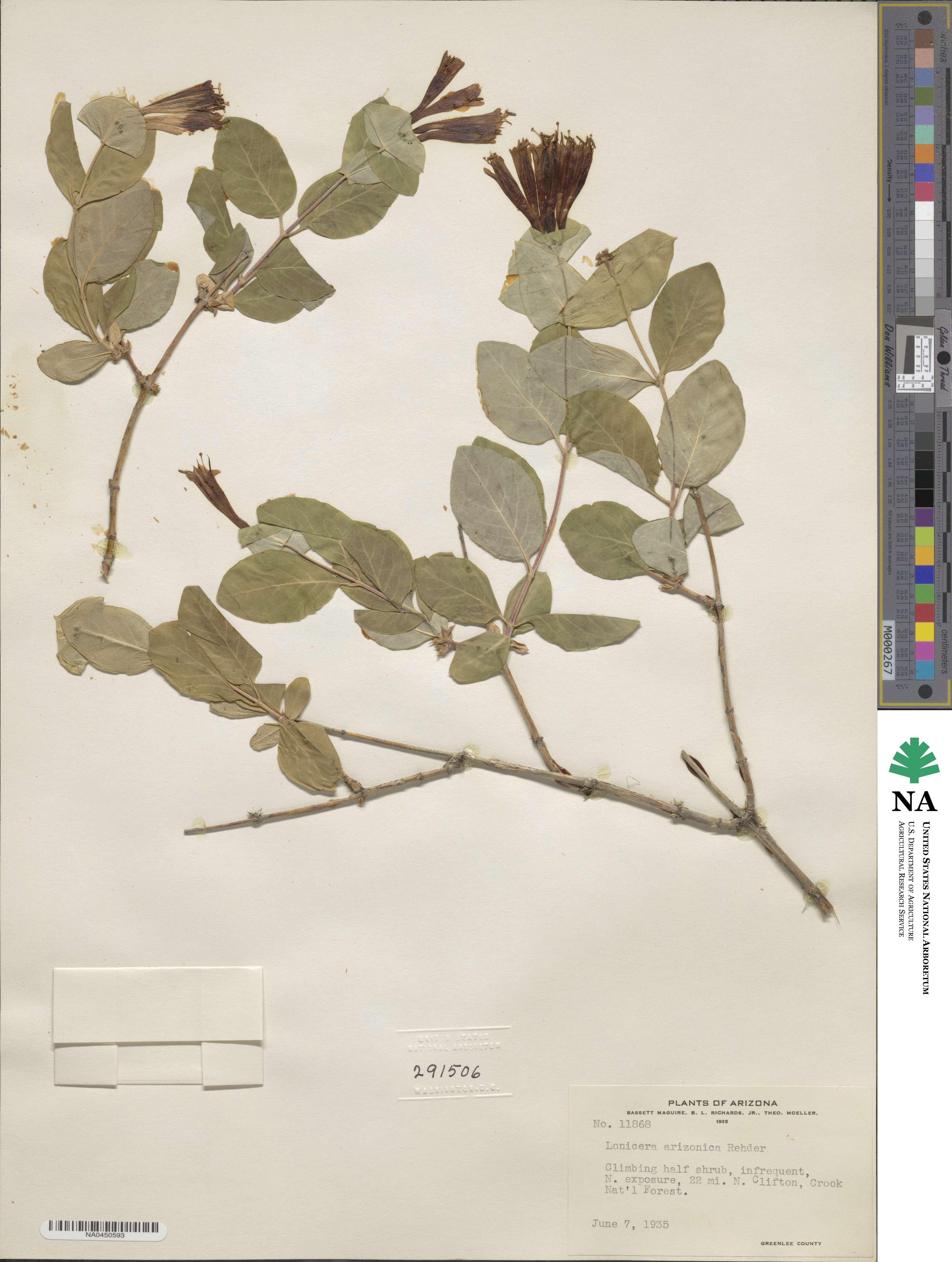 Lonicera arizonica image