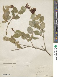 Lonicera arizonica image