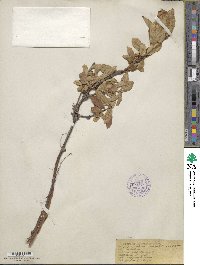 Lonicera caerulea image