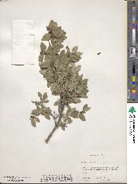 Lonicera caerulea image