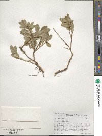 Lonicera caerulea image