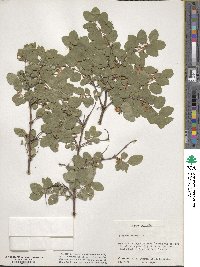 Lonicera caerulea image