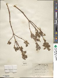 Lonicera caerulea image