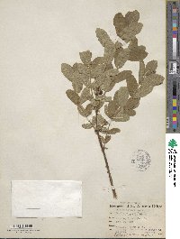 Lonicera villosa image