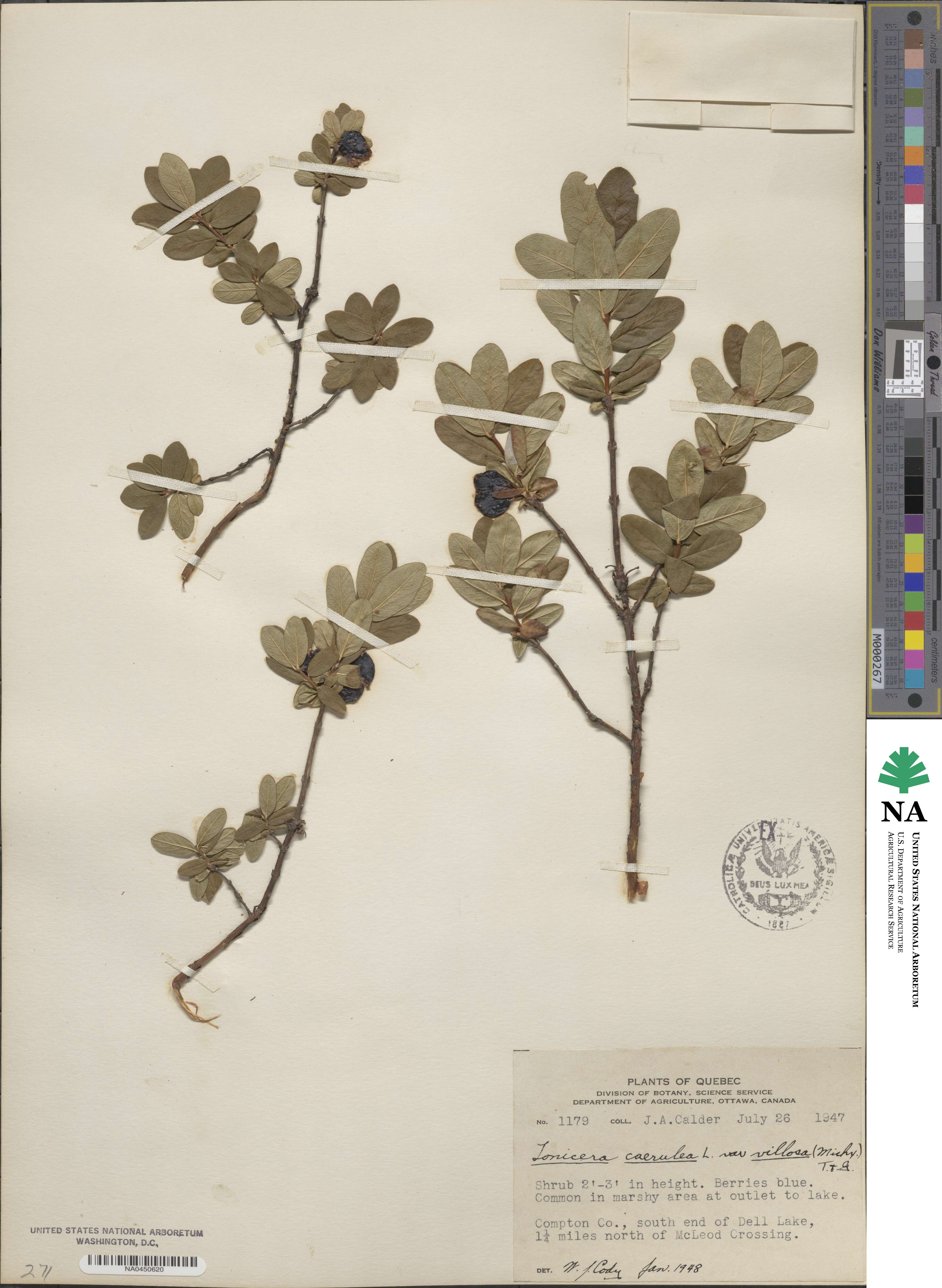 Lonicera villosa image