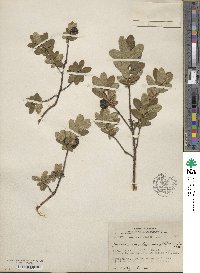 Lonicera villosa image