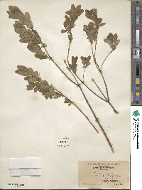 Lonicera villosa image