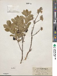 Lonicera villosa image