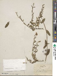 Lonicera hispidula image