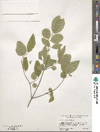 Lonicera canadensis image