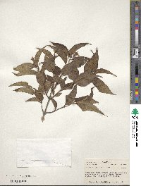 Lonicera canadensis image