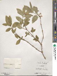 Lonicera canadensis image