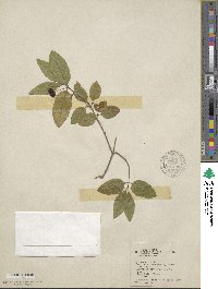 Lonicera canadensis image