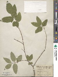 Lonicera canadensis image