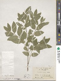 Lonicera canadensis image