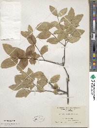 Lonicera canadensis image