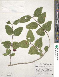 Lonicera canadensis image