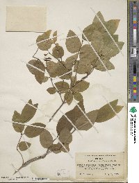 Lonicera canadensis image