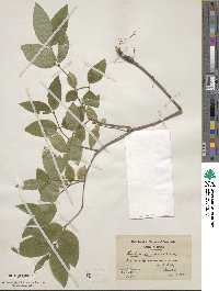 Lonicera canadensis image