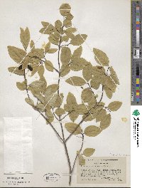 Lonicera canadensis image