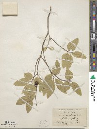 Lonicera canadensis image