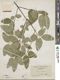 Lonicera canadensis image