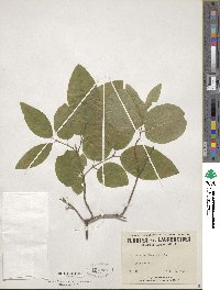 Lonicera canadensis image