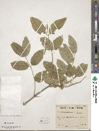 Lonicera canadensis image