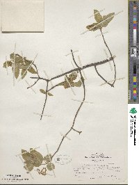 Lonicera canadensis image