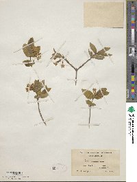 Lonicera canadensis image