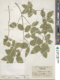 Lonicera canadensis image