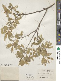 Lonicera canadensis image