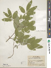 Lonicera canadensis image