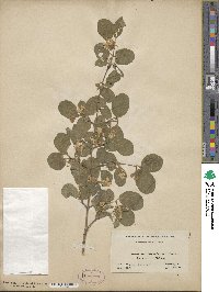 Lonicera canadensis image