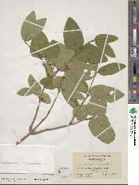 Lonicera canadensis image