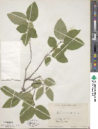 Lonicera canadensis image