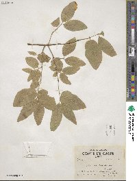 Lonicera canadensis image