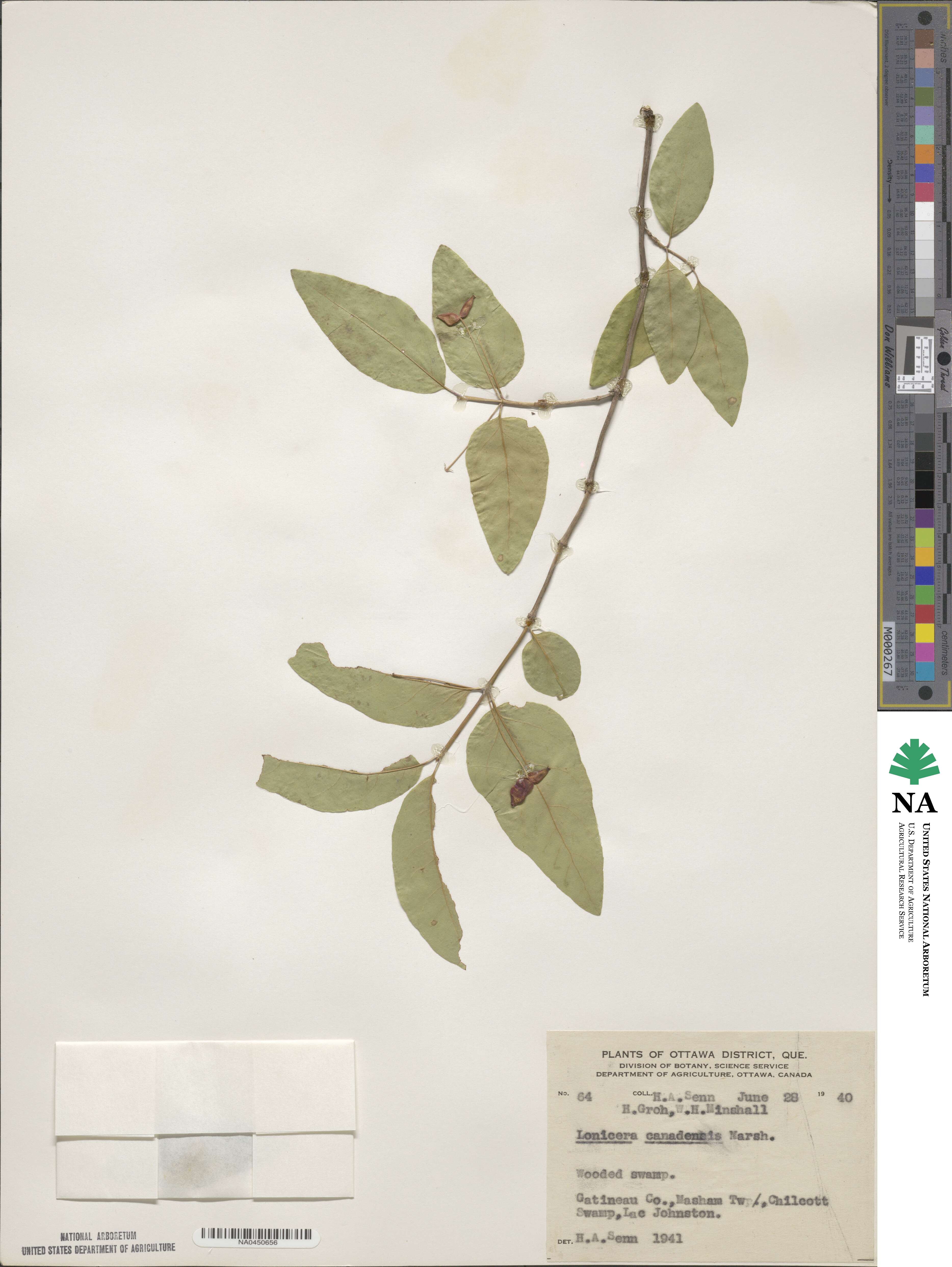 Lonicera canadensis image