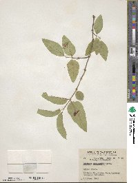 Lonicera canadensis image