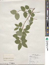 Lonicera canadensis image