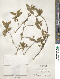 Lonicera canadensis image