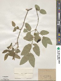 Lonicera canadensis image