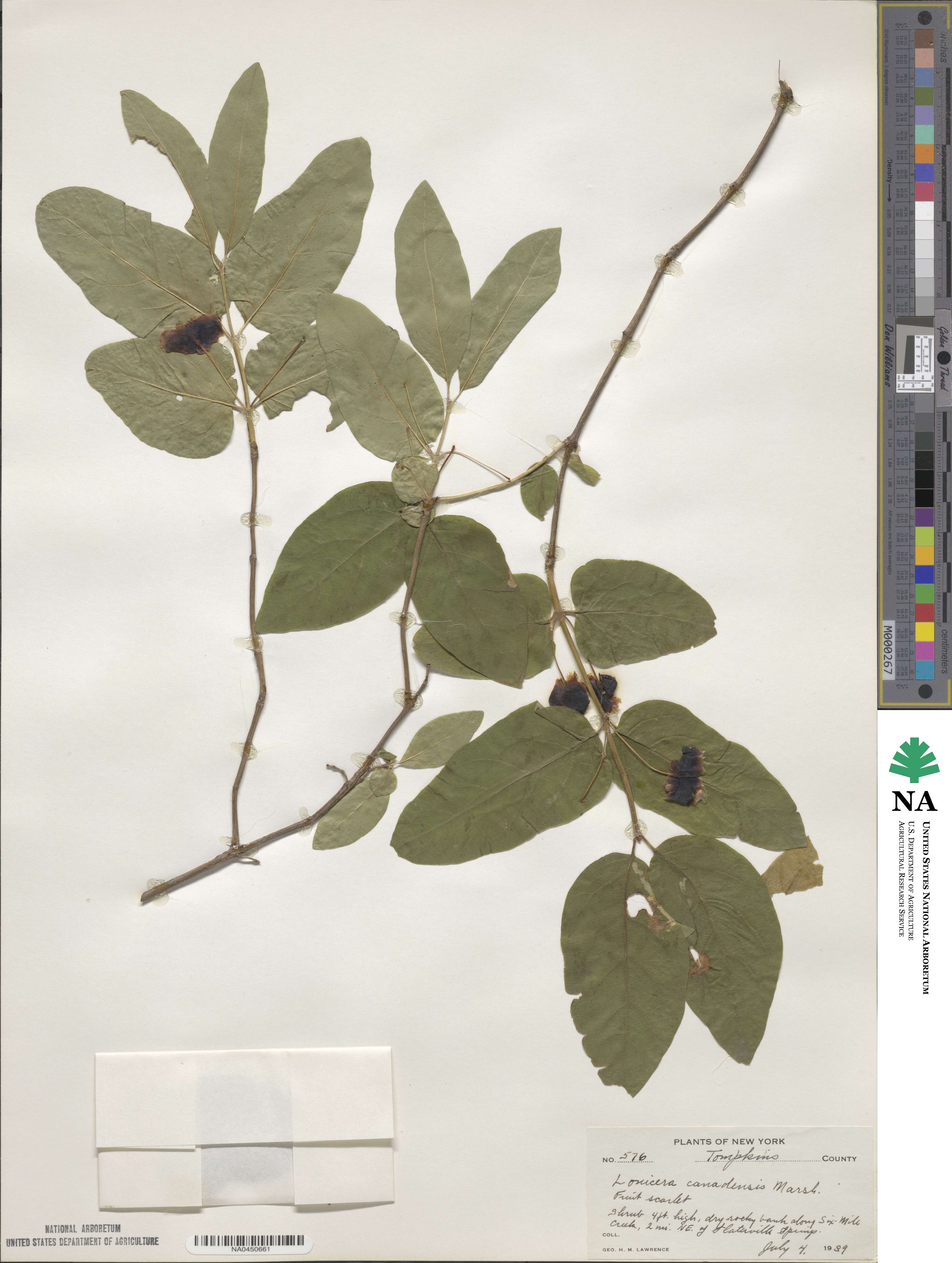 Lonicera canadensis image